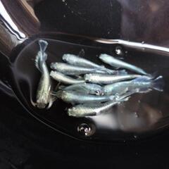 グラディオメダカの画像