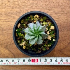 Euphorbia horrida ◆ユーフォルビア ホリダ アルバ　雄木　子株の画像