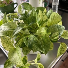 🌿　マーブルポトス　🌿の画像