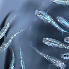 メダカ　シャンパンゴールドラメ　10匹の画像