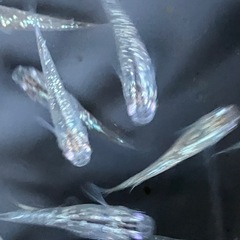 メダカ　シャンパンゴールドラメ　10匹の画像