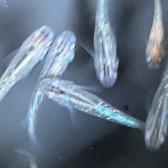 メダカ　シャンパンゴールドラメ　10匹の画像