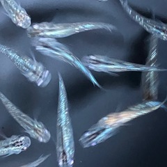 メダカ　シャンパンゴールドラメ　10匹の画像