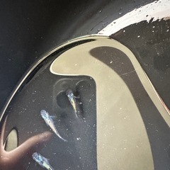 ネプチューンメダカの画像
