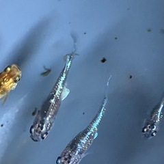 メダカ　琥珀ラメ　10匹の画像