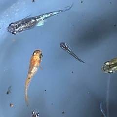 メダカ　琥珀ラメ　10匹の画像