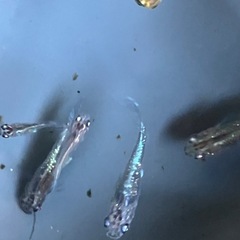 メダカ　琥珀ラメ　10匹の画像