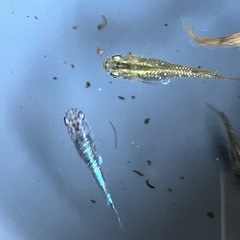 メダカ　琥珀ラメ　10匹の画像