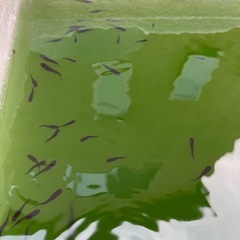 今年生まれのメダカ　幼魚〜成魚の画像