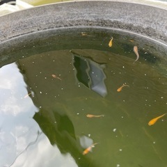 今年生まれのメダカ　幼魚〜成魚の画像