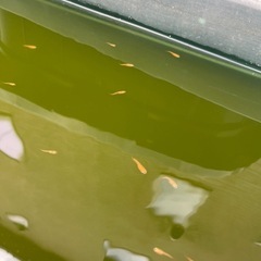 今年生まれのメダカ　幼魚〜成魚の画像