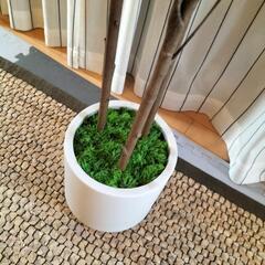 ☆新品同様☆ 2025年購入  フェイクグリーン(170cm)　※人工観葉植物 造花 2個あります。　〜配達可能〜の画像