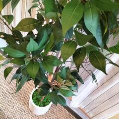 ☆新品同様☆ 2025年購入  フェイクグリーン(170cm)　※人工観葉植物 造花 2個あります。　〜配達可能〜の画像