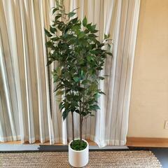 ☆新品同様☆ 2025年購入  フェイクグリーン(170cm)　※人工観葉植物 造花 2個あります。　〜配達可能〜の画像