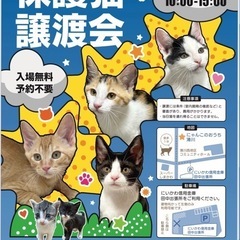 第13回猫の保譲猫渡会