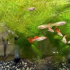 🐠国産グッピー 白系ブラジルレッド 1ペア350円 5ペア以上で1ペア250円 熱帯魚 国産 グッピー No.02の画像