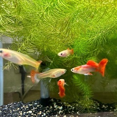 🐠国産グッピー 白系ブラジルレッド 1ペア350円 5ペア以上で1ペア250円 熱帯魚 国産 グッピー No.02の画像