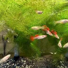 🐠国産グッピー 白系ブラジルレッド 1ペア350円 5ペア以上で1ペア250円 熱帯魚 国産 グッピー No.02の画像