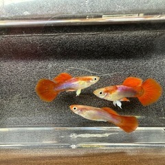 🐠国産グッピー 白系ブラジルレッド 1ペア350円 5ペア以上で1ペア250円 熱帯魚 国産 グッピー No.02の画像