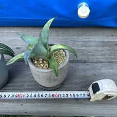 アガベ　チタノタブルー　実生　鉢ごと　観葉植物　インテリア　多肉植物の画像