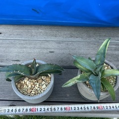 アガベ　チタノタブルー　実生　鉢ごと　観葉植物　インテリア　多肉植物の画像