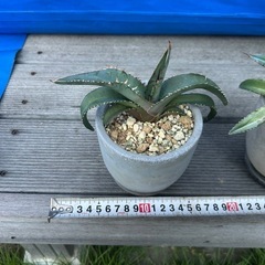 アガベ　チタノタブルー　実生　鉢ごと　観葉植物　インテリア　多肉植物の画像