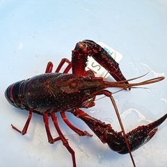 【早く引き渡し出来る方‼️】ザリガニ🦞の画像