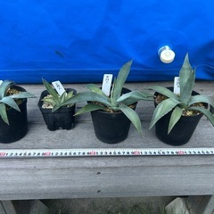 アガベ　吉祥天　パリー　観葉植物　多肉植物の画像
