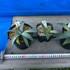 アガベ　吉祥天　パリー　観葉植物　多肉植物の画像