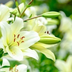 死別の悲しみを抱える遺族の会