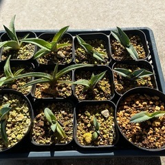 アガベ　チタノタブルー　実生　観葉植物の画像