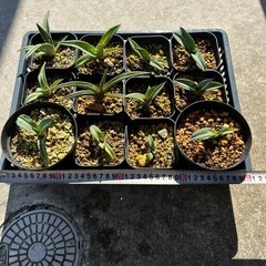 アガベ　チタノタブルー　実生　観葉植物の画像
