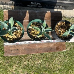 アガベ　アメリカーナ　リュウゼツラン　アオノリュウゼツラン　観葉植物　ロックガーデン　ドライガーデンの画像