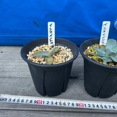アガベ　イシスメンシス　甲蟹　カブトガニ　ポタトルム　　実生　観葉植物　の画像
