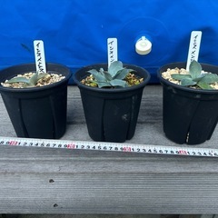 アガベ　イシスメンシス　甲蟹　カブトガニ　ポタトルム　　実生　観葉植物　の画像