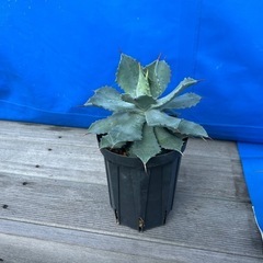 アガベ　イシスメンシス　甲蟹　カブトガニ　ポタトルム　　実生　観葉植物　の画像