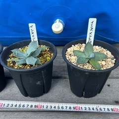 アガベ　イシスメンシス　甲蟹　カブトガニ　ポタトルム　　実生　観葉植物　の画像