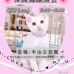 🐱子猫がいっぱい🐱保護猫譲渡会🐈🐈‍⬛🏡中山公民館✨