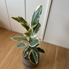 フィカス　ティネケ　ゴムノキ　観葉植物　インテリアグリーンの画像