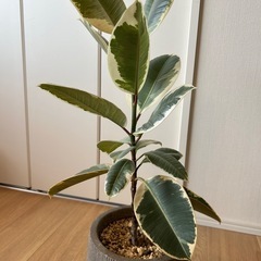 フィカス　ティネケ　ゴムノキ　観葉植物　インテリアグリーンの画像