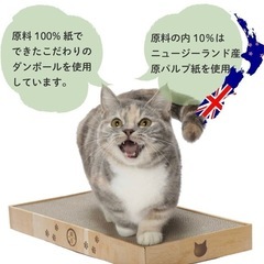 猫の画像