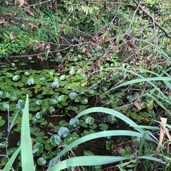 水草の画像