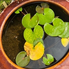 水草の画像