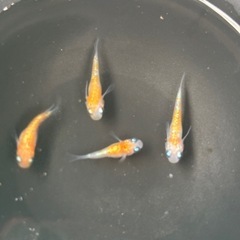 王華ダルマ　の画像