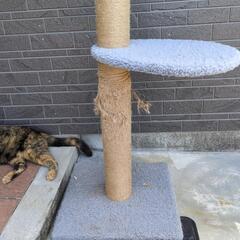 キャットタワーの画像
