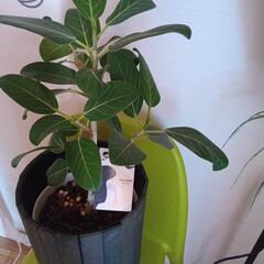 観葉植物の画像