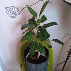 観葉植物の画像