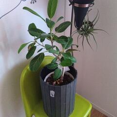 観葉植物の画像