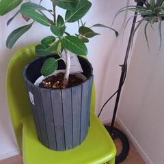 観葉植物の画像