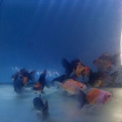 2025春生まれの金魚の画像